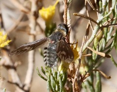Poecilanthrax californicus
