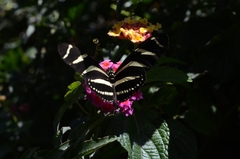 Heliconius charithonia vazquezae