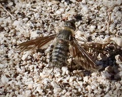 Poecilanthrax californicus