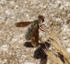 Poecilanthrax californicus