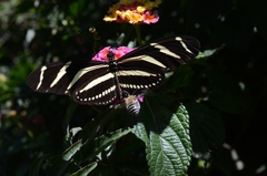 Heliconius charithonia vazquezae