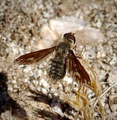 Poecilanthrax californicus