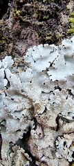 Parmelioideae