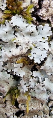 Parmelioideae
