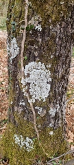 Parmelioideae