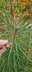 Pinus nigra