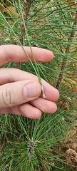 Pinus nigra