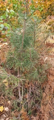 Pinus nigra
