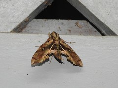 Hemeroplanes ornatus