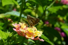 Hesperiini