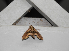 Hemeroplanes ornatus