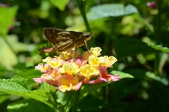 Hesperiini