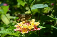 Hesperiini