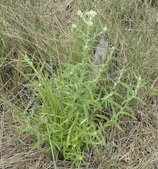 Pseudognaphalium undulatum