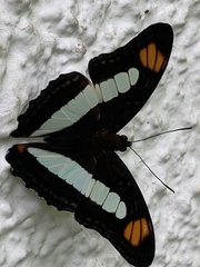 Adelpha serpa
