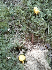 Cantharellus romagnesianus