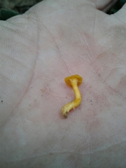 Cantharellus romagnesianus