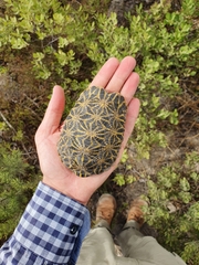 Psammobates geometricus