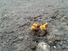 Cantharellus romagnesianus