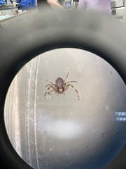 Philodromus keyserlingi