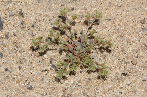 Image of Chorizanthe orcuttiana by no rights reserved