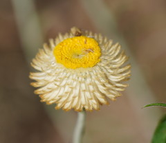 Chrysocephalum baxteri