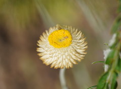 Chrysocephalum baxteri