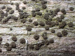 Berkleasmium conglobatum