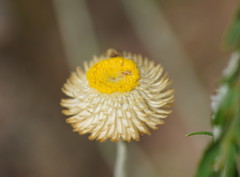 Chrysocephalum baxteri
