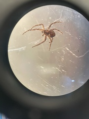 Philodromus keyserlingi