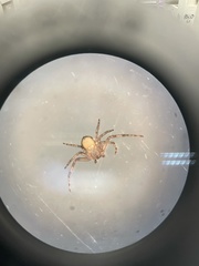 Philodromus keyserlingi