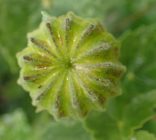 Abutilon sonneratianum (Abutilon sonneratianum)