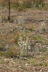 Chrysocephalum baxteri