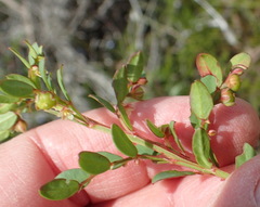 Phyllanthus heterophyllus