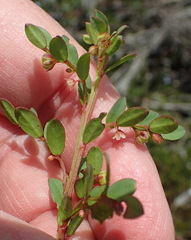 Phyllanthus heterophyllus
