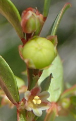 Phyllanthus heterophyllus