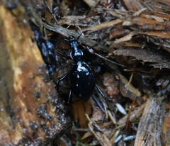 Scaphinotus angusticollis