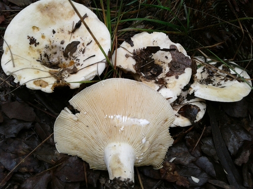 Blushing Milkcap