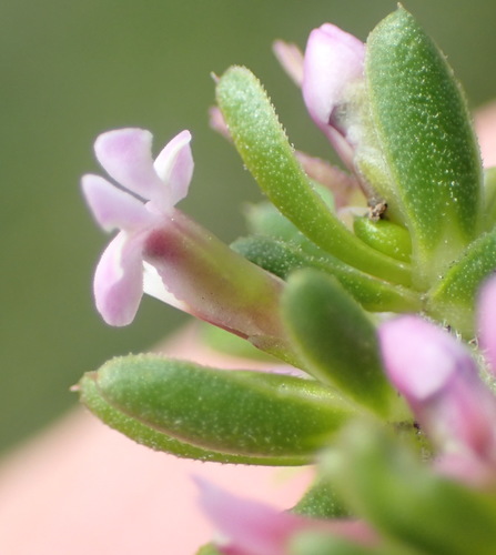 Image of Muraltia saturejoides by (c) Nicola van Berkel, some rights reserved (CC BY-SA)