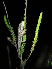Bradypodion atromontanum
