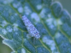 Eupteryx decemnotata