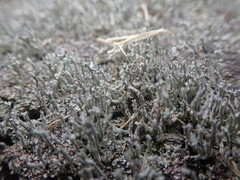 Cladonia glebosa