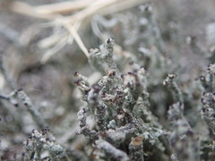 Cladonia glebosa