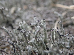 Cladonia glebosa