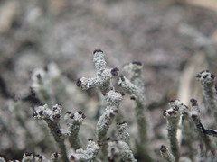 Cladonia glebosa