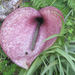 Dead-horse Arum - Photo (c) emmapatsie, some rights reserved (CC BY-NC-ND)