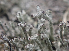 Cladonia glebosa