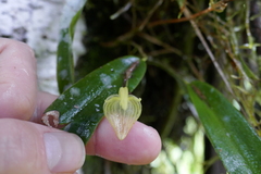 Pleurothallis ruberrima
