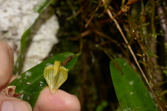 Pleurothallis ruberrima