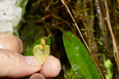 Pleurothallis ruberrima